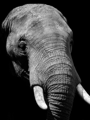 black and white elephant